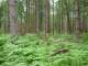 Dog Wood Forest
